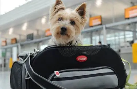 perro-viaje
